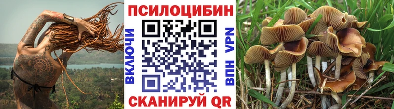 где продают наркотики  Кизляр  Галлюциногенные грибы Psilocybine cubensis 